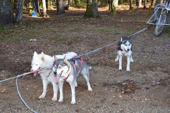 Dog Obedience Training Hernando Ms