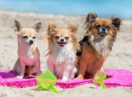 Dog Obedience Training Independence Mo