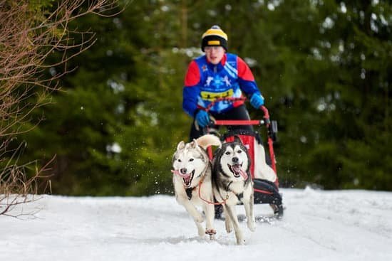 Dog Obedience Training Katy Dog Obedience Training Katy