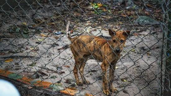 Dog Obedience Training Lubbock