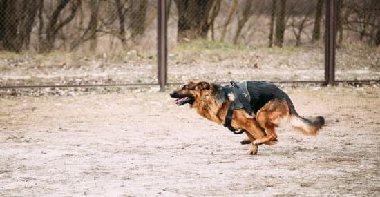 Dog Obedience Training Maryland 1 Dog Obedience Training Maryland