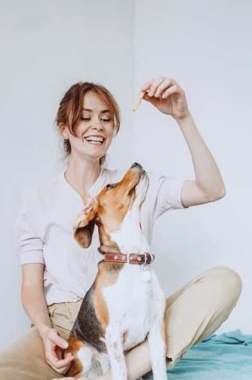 Dog Obedience Training Ocala Fl