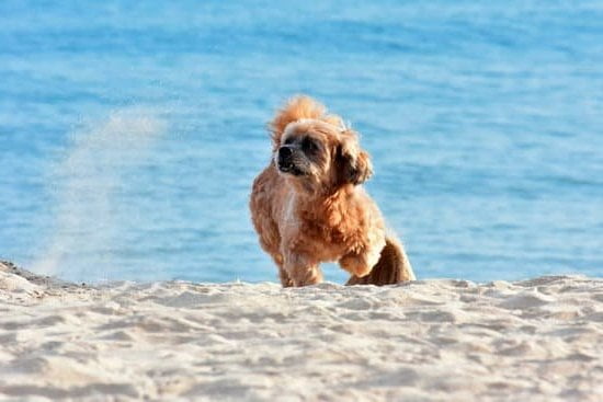 Dog Obedience Training Orange County