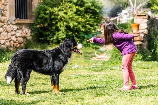 Dog Obedience Training Salt Lake City Dog Obedience Training Salt Lake City