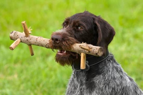 Dog Obedience Training Santa Barbara