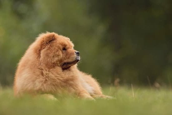 Dog Obedience Training Warner Robins Ga