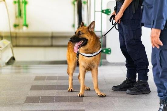 Dog Potty Training Regression