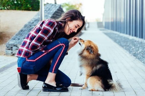 Dog Potty Training Wrap 1 Dog Potty Training Wrap