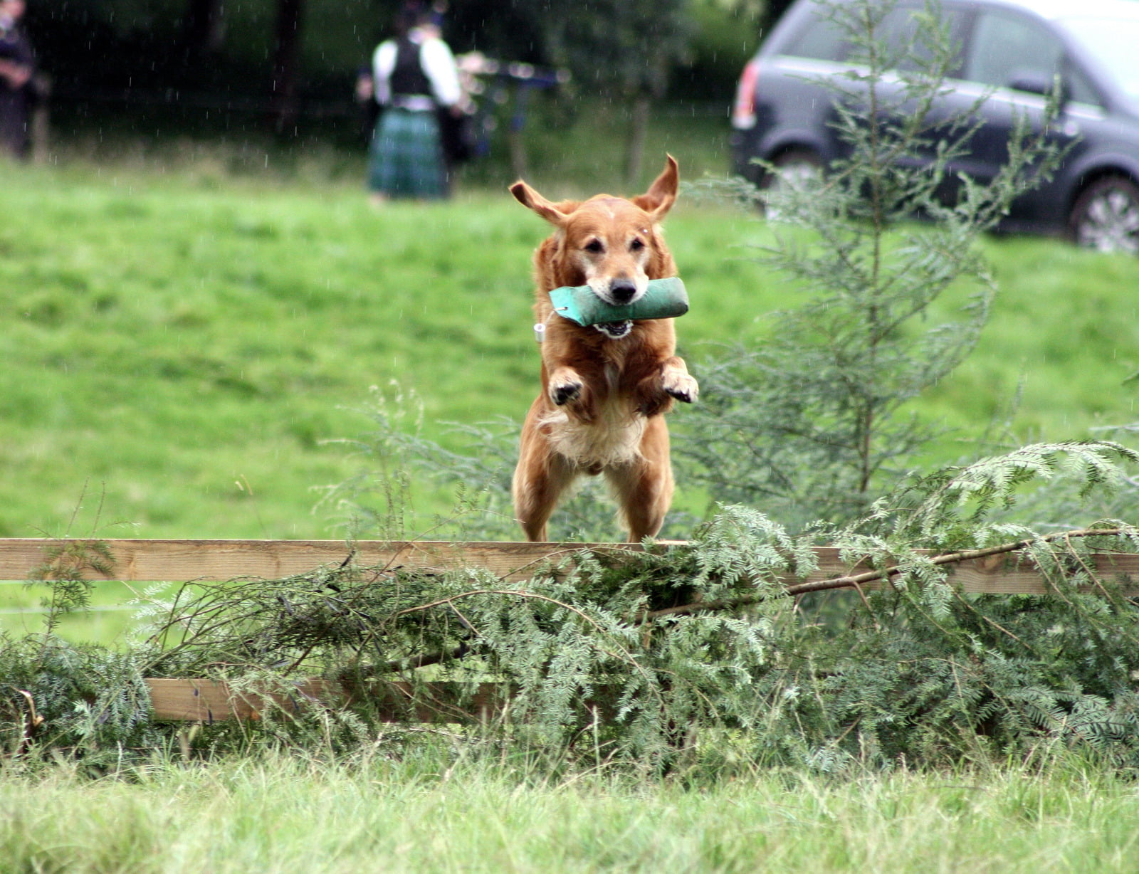 Dog Regressing Potty Training 1 Dog Regressing Potty Training