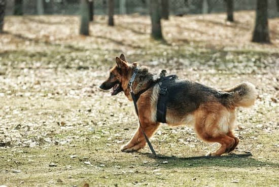 Dog Training Collar Without Prongs 1 Dog Training Collar Without Prongs