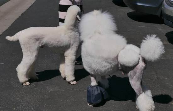 Dog Training Shock Collar Amazon