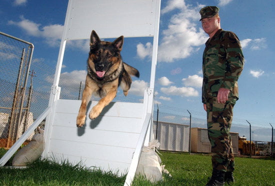 Electronic Dog Collar Training Videos Electronic Dog Collar Training Videos