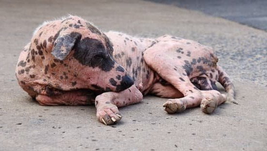 Electronic Dog Training Collar Electronic Dog Training Collar