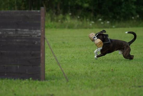 Houston Obedience Training Hot Dog Club Houston Obedience Training Hot Dog Club