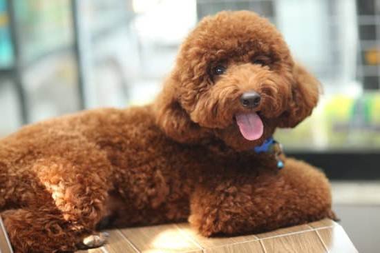 How Do I Potty Train A Dog