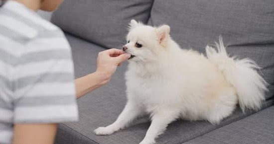 How To E Collar Train Your Dog