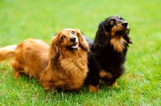 How To Potty Train A Shih Tzu Dog How To Potty Train A Shih Tzu Dog