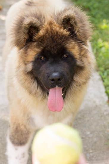 How To Potty Train A Stray Dog