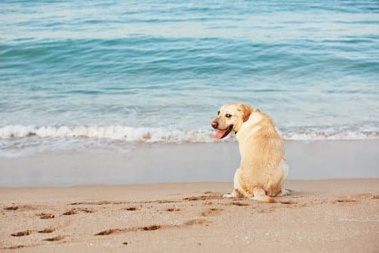 How To Potty Train Dog In Apartment How To Potty Train Dog In Apartment