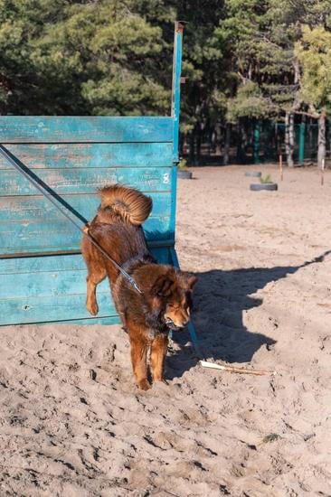 How To Start Potty Training A Dog How To Start Potty Training A Dog