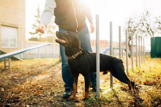 How To Train A Dog Without A Shock Collar How To Train A Dog Without A Shock Collar