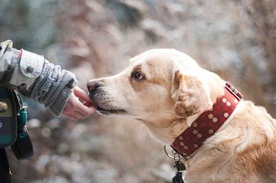 How To Train An Aggressive Dog With A Shock Collar How To Train An Aggressive Dog With A Shock Collar