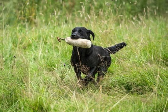 How To Train Dog To Potty On Command How To Train Dog To Potty On Command