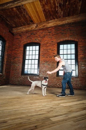 How To Train Dog With Prong Collar 1 How To Train Dog With Prong Collar