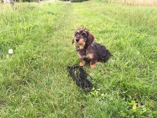 How To Train Small Dogs To Potty How To Train Small Dogs To Potty