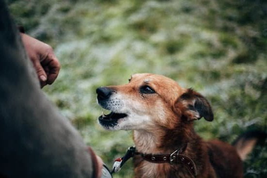 How To Use A Pinch Collar For Dog Training