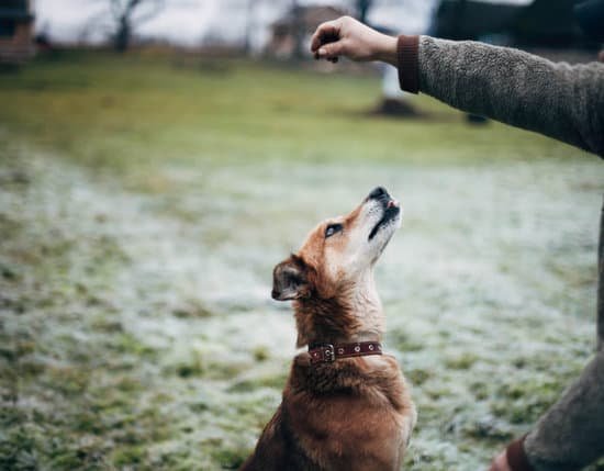 How To Use E Collar To Train Dog 1 How To Use E Collar To Train Dog