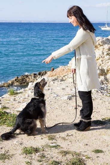 I Thought My Dog Was Potty Trained