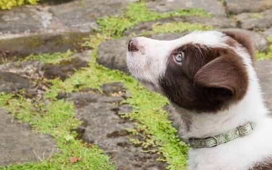 Iegeek Dog Training Collar