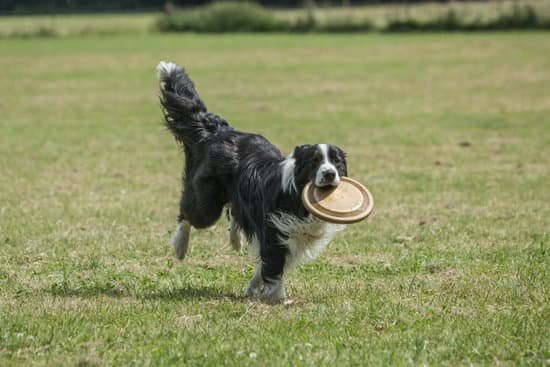 Impossible To Potty Train Dog 1 Impossible To Potty Train Dog