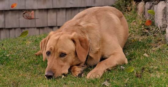 Is It Hard To Potty Train A Dog Is It Hard To Potty Train A Dog