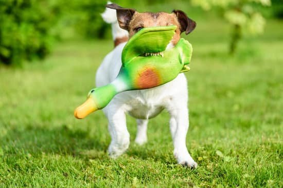 Is There A Spray To Potty Train Dogs Is There A Spray To Potty Train Dogs