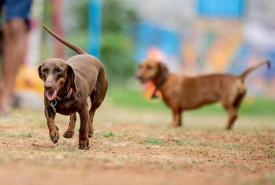 Lu&Ba Dog Training Collar