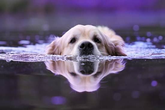 Peston Dog Training Collar