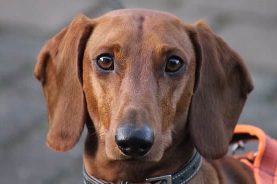 Potty Training An Adult Dog