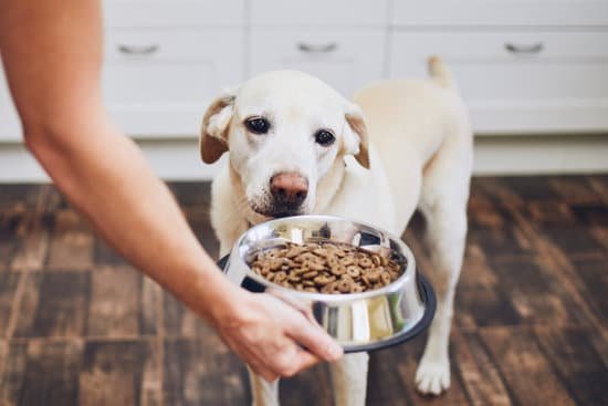 Scottsdale Az Dog Obedience Trainer Scottsdale Az Dog Obedience Trainer