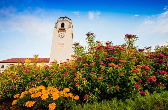 Shock Collar For Training Dogs