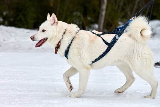 Shock Collar Training For Dogs