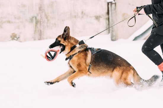 Smart Dog Trainer Collar 1 Smart Dog Trainer Collar