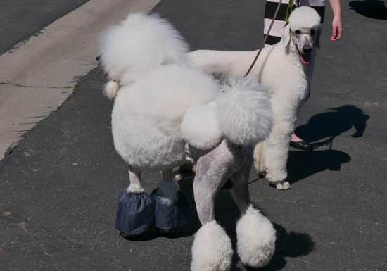 Sound Training Collar For Dogs