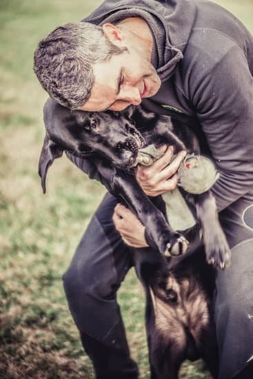 The Best Dog Training Collar