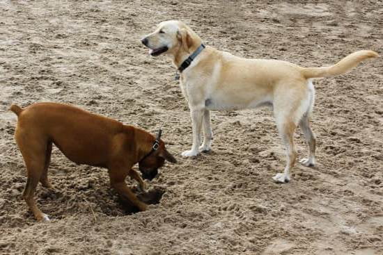 Training Dog Collar Reviews