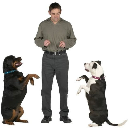 Vibrating Dog Training Collar