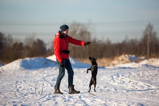 What Is Dog Obedience Training 1 What Is Dog Obedience Training