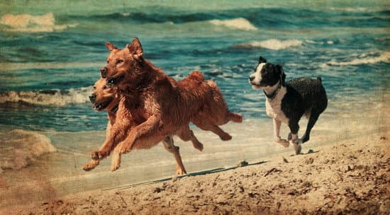 What Is The Best Way To Potty Train Your Dog 1 What Is The Best Way To Potty Train Your Dog