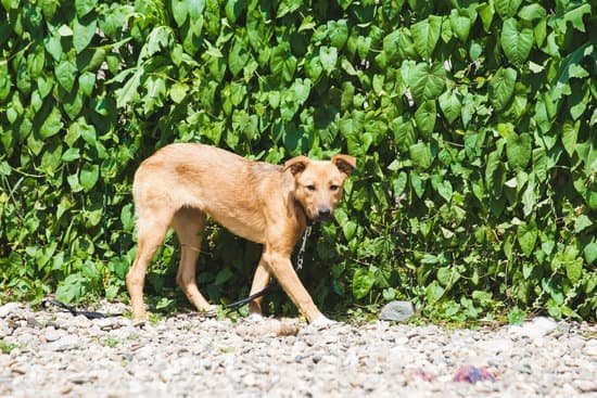 Why Is My Dog Not Learning Potty Training Why Is My Dog Not Learning Potty Training